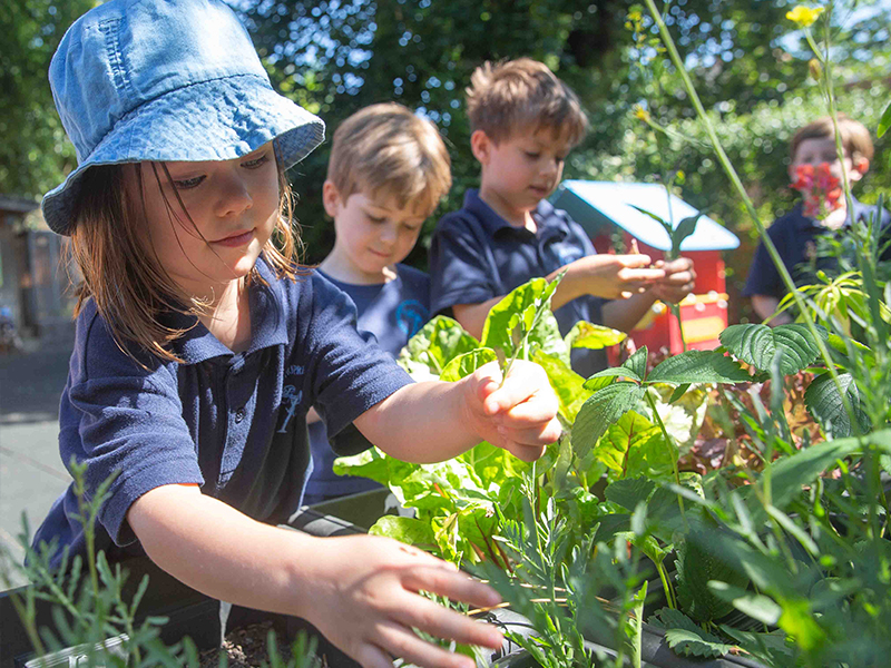 Children learning to garden Children learning to garden